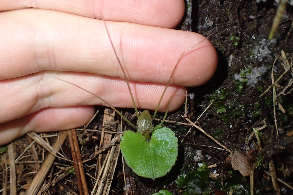 Corybas hatchii
