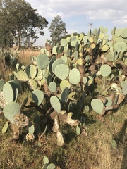 Opuntia robusta