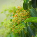 Ehretia acuminata - Photo ללא זכויות יוצרים, הועלה על ידי 葉子