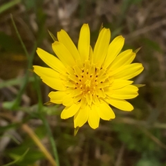 Tragopogon pratensis