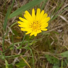 Tragopogon pratensis