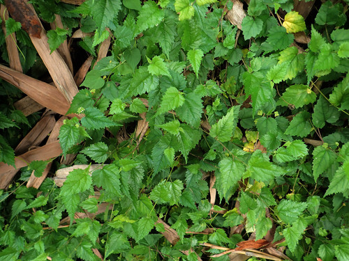 Image of Fine-Toothed Water Hop (Fatoua pilosa) by no rights reserved