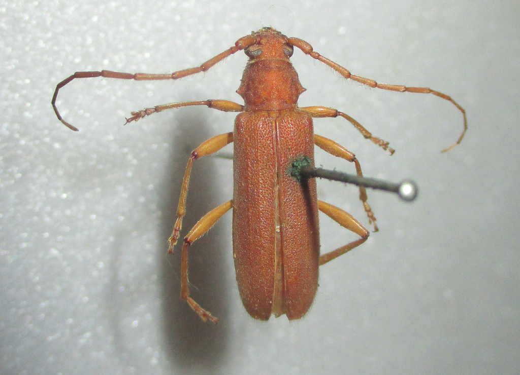 Allogaster unicolor