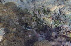 Thalassoma jansenii
