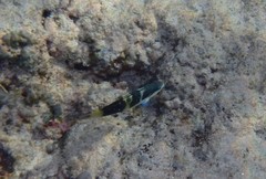 Thalassoma jansenii