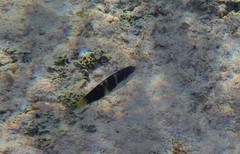 Thalassoma jansenii