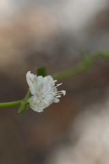 Jacquemontia curtissii