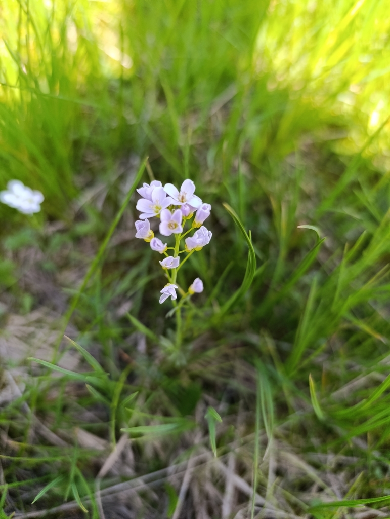 Cardamine marholdii