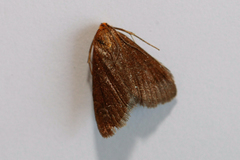 Evergestis aenealis