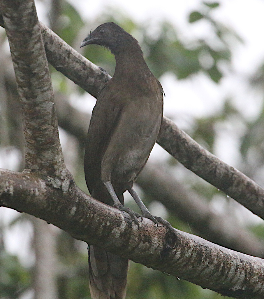 Gray-headed Chachalaca from Sendero Bogarín, Alajuela Province, La ...