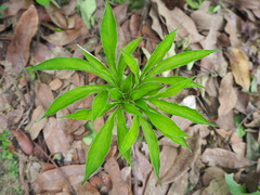 Amorphophallus henryi