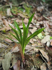 Amorphophallus henryi