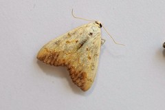 Evergestis extimalis