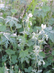 Geranium nyassense