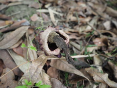 Amorphophallus henryi