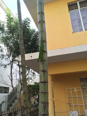 Phelsuma grandis
