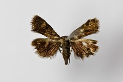 Heliothela wulfeniana