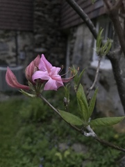 Rhododendron prinophyllum