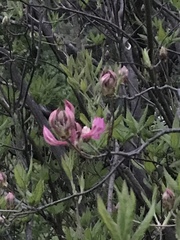 Rhododendron prinophyllum