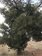 Acacia melanoxylon
