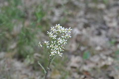 Senecio integerrimus ochroleucus
