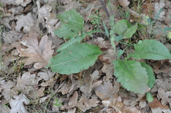 Senecio integerrimus ochroleucus