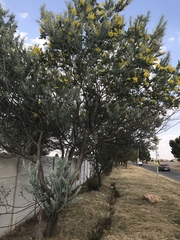 Acacia podalyriifolia