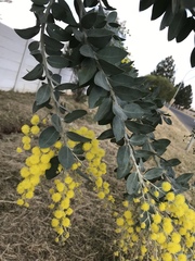 Acacia podalyriifolia