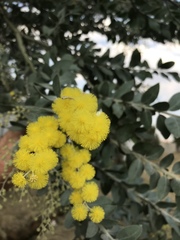 Acacia podalyriifolia