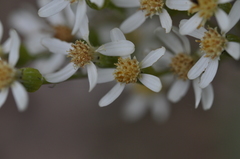 Senecio integerrimus ochroleucus