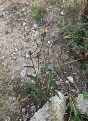 Sonchus asper