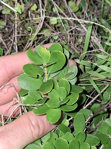Image of Cook Strait Māhoe (Melicytus orarius) by (c) Oscar Dove, some rights reserved (CC BY)