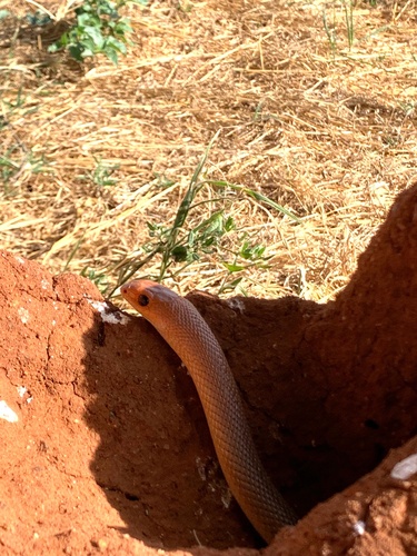 Photo of a Red Beaked Snake (Rhamphiophis rubropunctatus)