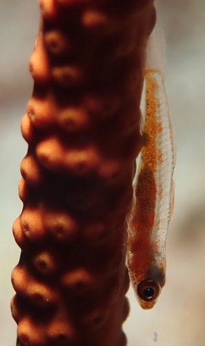 Bryaninops amplus