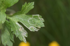 Phytomyza ranunculi