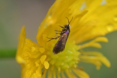Micropterix calthella