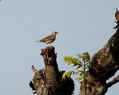 Mirafra assamica