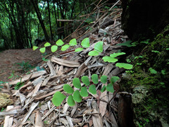 Adiantum philippense