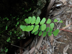 Adiantum philippense