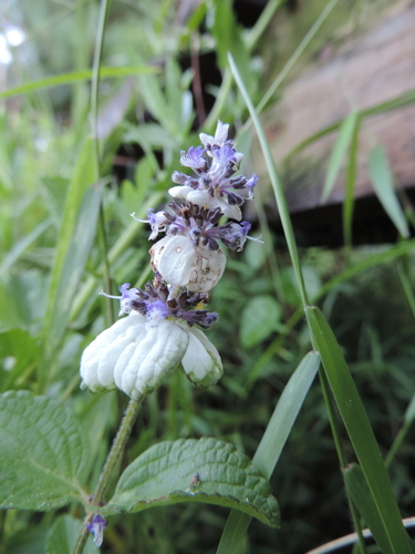 Platostoma rotundifolium image