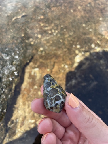 Conus ebraeus observed 2024-06-30