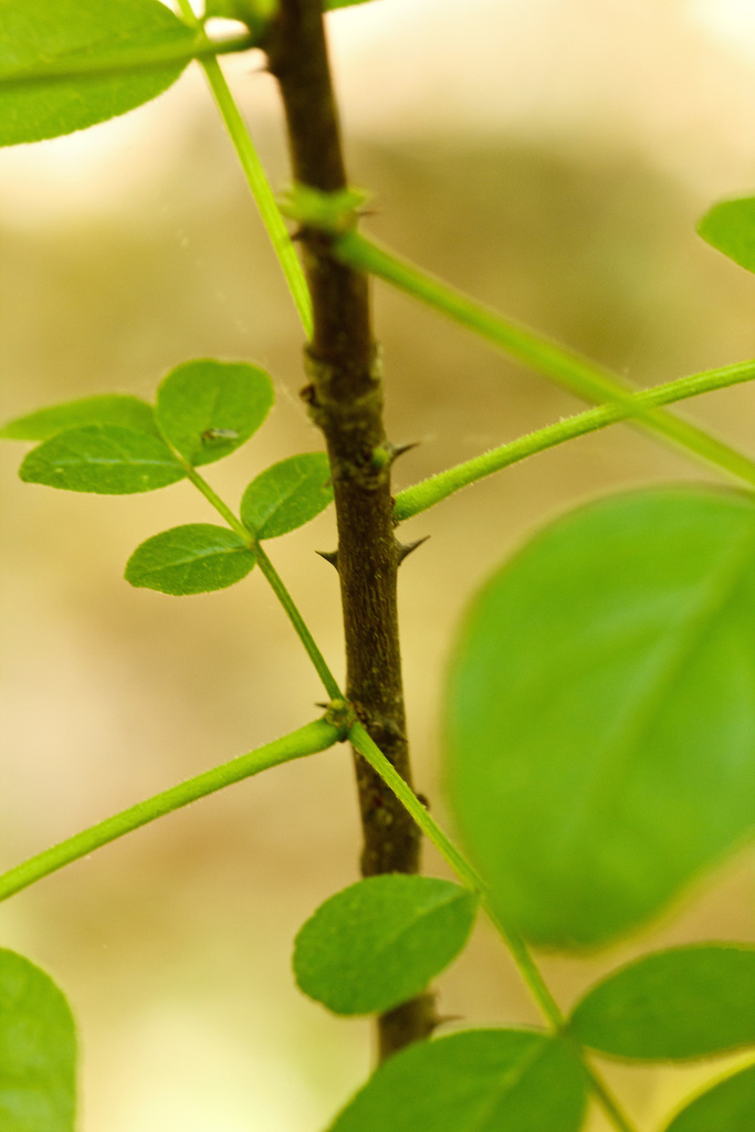 Prickly Ash (UWEC 332 Day 3) · iNaturalist