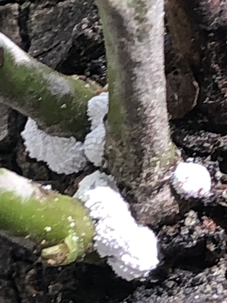 Vine Mealy Bug