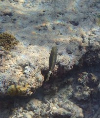 Siganus spinus