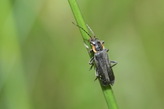 Cantharis obscura