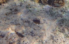 Pomacentrus bankanensis