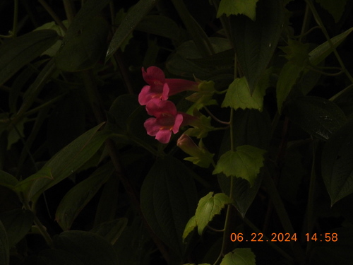 Lophospermum erubescens observed 2024-06-22