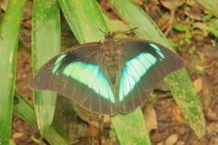 Archaeoprepona demophon centralis