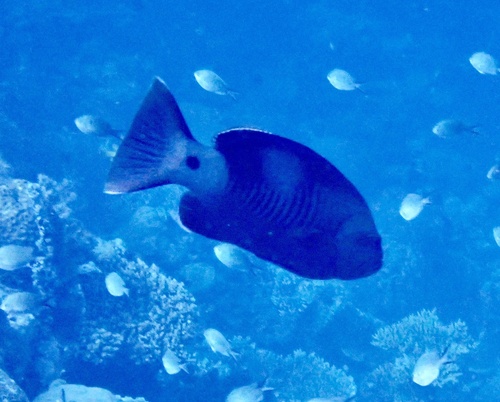 Masked grouper (Gracila albomarginata) — Serranidae — 4