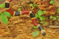 Micrurus alleni